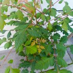 Jaseňovec metlinatý (Koelreuteria paniculata) – výška 50-70 cm, kont. C5L